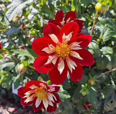red-white Dahlias with yellow middle