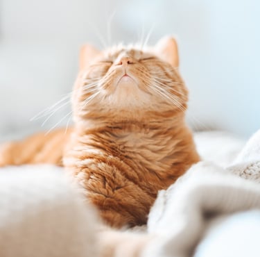 Kissa makaa sängyllä silmät kiinni, symboloiden rauhallista yhteyttä