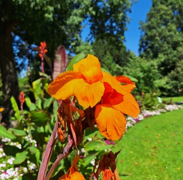 a Canna flower in a garden with a blue sky