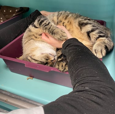 Séance d'ostéopathie animale pour votre chat en Belgique