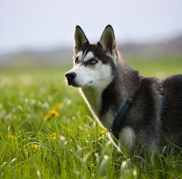 chien dans la nature