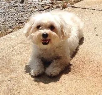 smiling apricot maltipoo sleeping in the sun