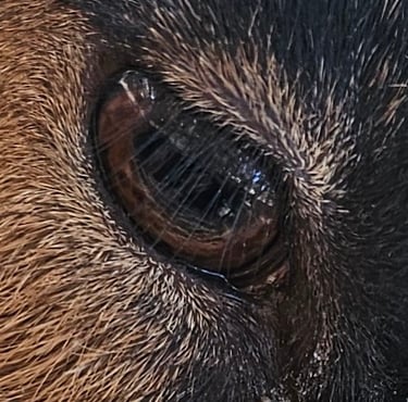 Oberhasli goat eye up close