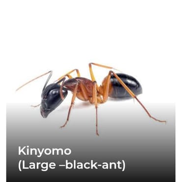 Kinyomo