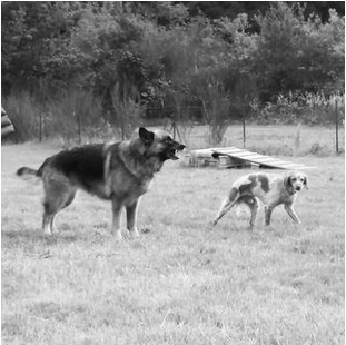 communication chien