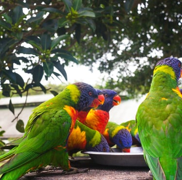a group of colorful birds eating food from a bowl. Australian rainbow lorikeet