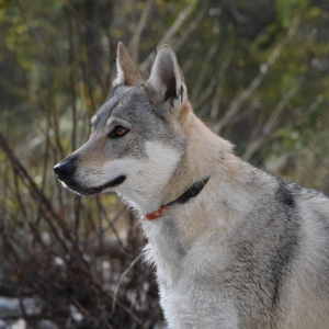 chien loup tchécoslovaque X ClipsOpoil