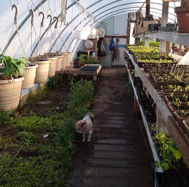 rows of hanging baskets of plants and trays of seedlings in a greenhouse