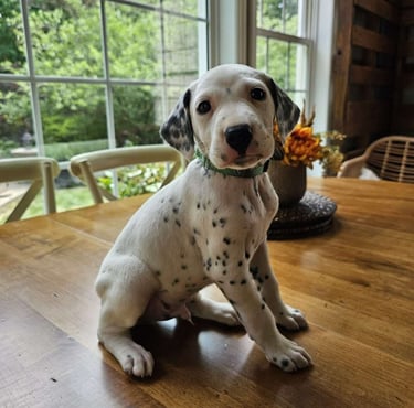 Dalmatian Puppies for Sale