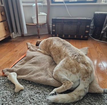 Dog Boarding in Riverdale, Leslieville area