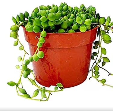 String of pearls succulent in fast-draining desert soil mix ideal for trailing succulents