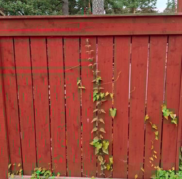 cloture en bois peinte à la peinture suédoise avec vegetation verte qui ressort entre les planches