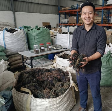 Dried Gracilaria seaweed 15% moisture and 3% impurity for agar-agar, Agriculture and Cosmetics