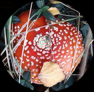 Okrągły kapelusz muchomora, czerwony w białe kropki, widok z góry.