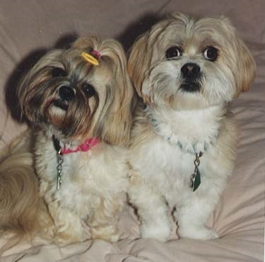 Spellbound Ceremonies pet adoption funeral