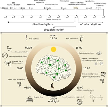 Time in Brain: How Biological Rhythms Impact on EEG Signals and on EEG-Derived Brain Networks