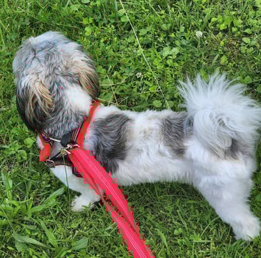 dog walking Ensure pet care  pet sitter bonded and insured in washington , dc