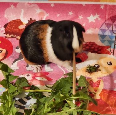 Ensure Pet Care, Overnight pet sitting for guinea pigs by Olney