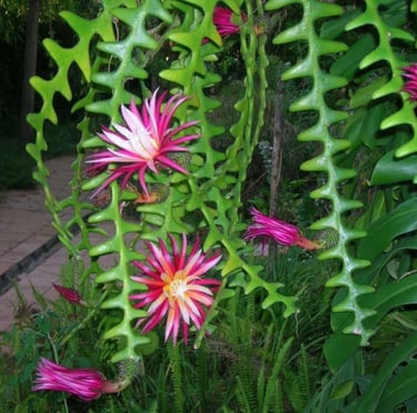 also native Japan Fishbone Cactus