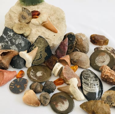 Fossils, Crystals, Minerals, Precious Stones, Shark Teeth, Trilobites, Ammonites, Goniatites