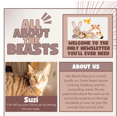 Mini Beasts Newsletter Image featuring rescue cat Suzi