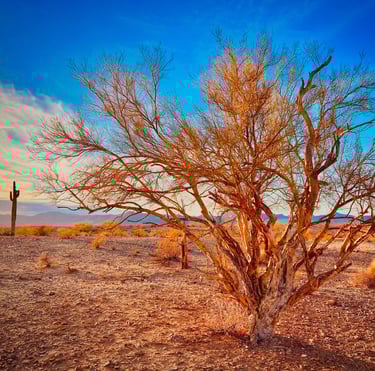 A golden palo verde tree in the Arizona desert landscape at sunset with a saguaro cactus background.
