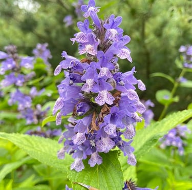 a leafy dwarf perennial named Catmint