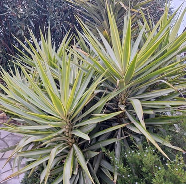 two green outdoor Yucca cactus plants