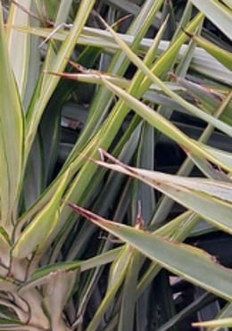 a Yucca plant with long leaves perfect for full sun