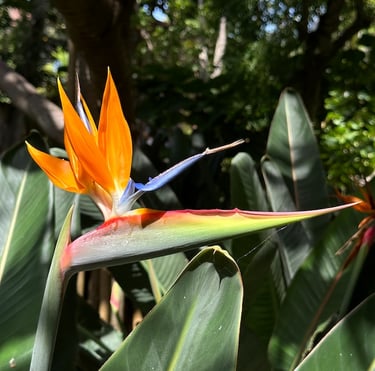 an exotic orange Bird of Paradise plant