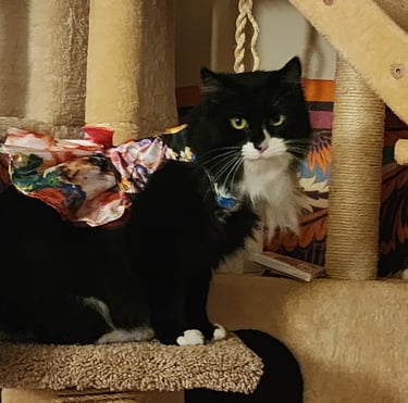 Ensure pet care  pet sitter licensed bonded in Aspen Hill, MD