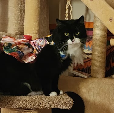 Ensure pet care  pet sitter licensed bonded in Aspen Hill, MD