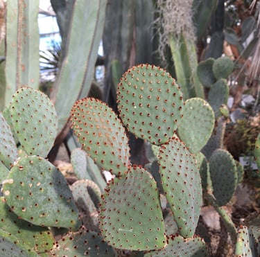 two green Bunny Ear cacti