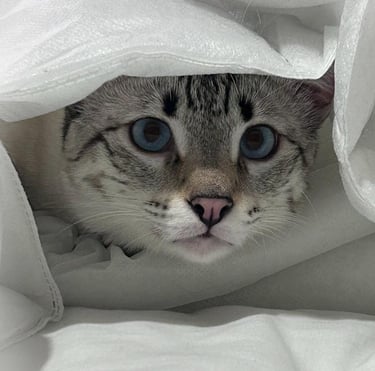 Gatto Savannah maschio