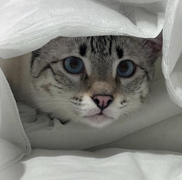 Gatto Savannah maschio