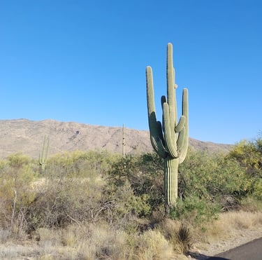 a tall Saguaro Cactus growing alone in the desert