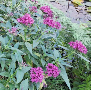an Egyptian Starcluster bush with pink blooms