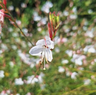 one white Butterfly Gaura flower blooming in summer