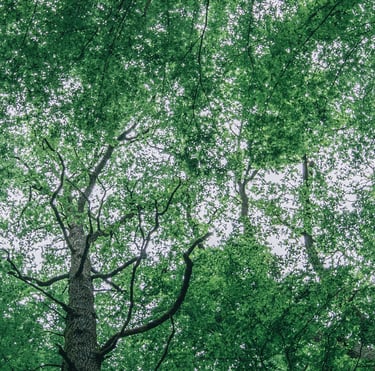 Stéphanie Bescond conseil orientation scolaire coaching parcoursup