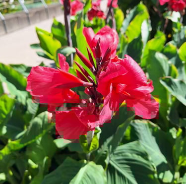 one Red Canna flower blooming on a green space