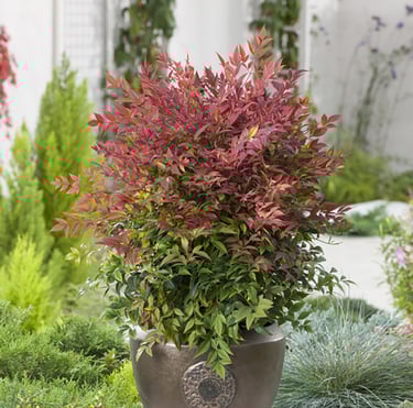 one Nandina Obsessed bush planted in a pod