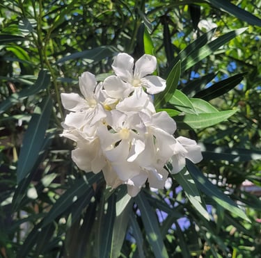 an Oleander bush with big white flowers in zone 8