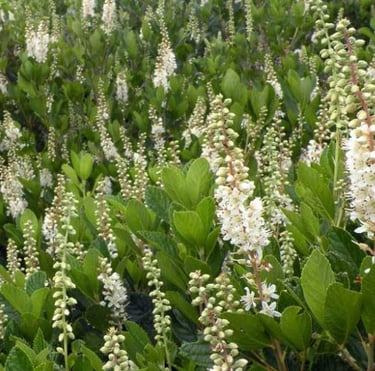 multiple green partial hade bushes with white flowers
