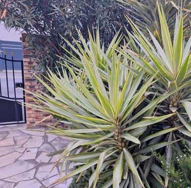 a lot of tall Yucca cactus plants with long leaves