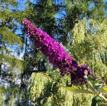 a purple Butterfly Bush flower in a trees in the background