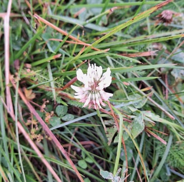 one tiny white Pale Clover