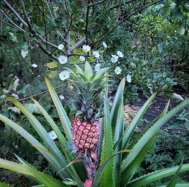 pineapple