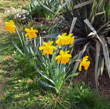 multiple yellow booming Daffodils flowers in spring