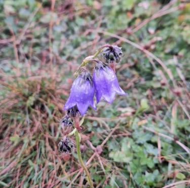 two purple hangng Bearded Bellflowers