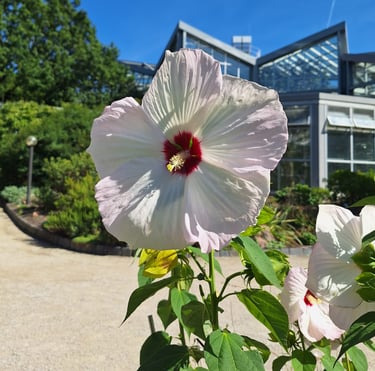 a large white-red Hibiscus in the sun